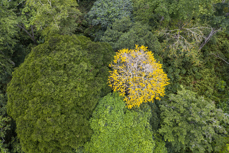 Discovering the forest wonders of Africa – and the threats they face - CIFOR Forests News