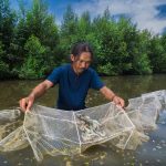 catching shrimp in the mangrove area