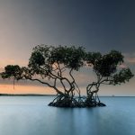 Mangrove Tree at Pejarakan Beach, Buleleng, Bali