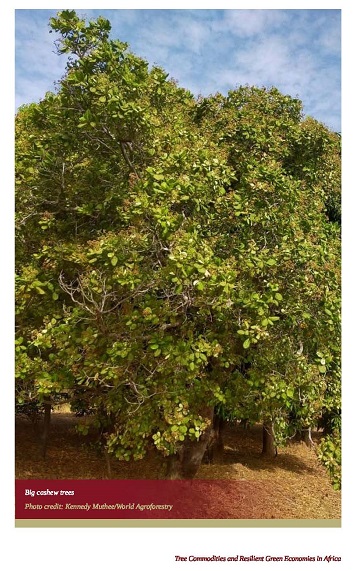 thumbnail of Soil management