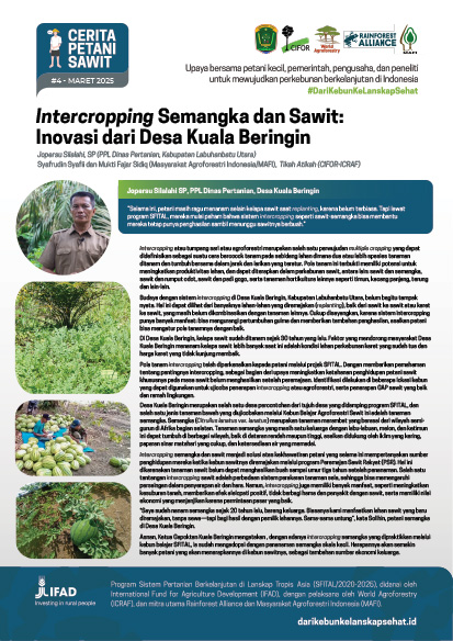 thumbnail of Intercropping Semangka dan Sawit: Inovasi dari Desa Kuala Beringin. Cerita Petani Sawit #4