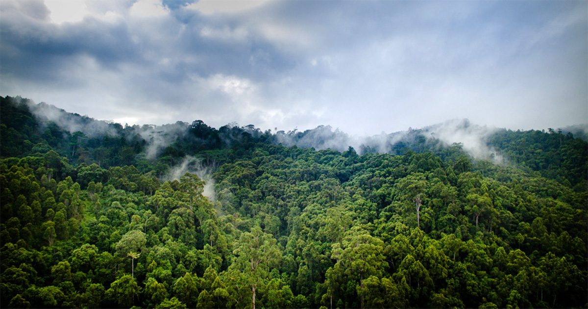 2025: A year to redefine climate action, biodiversity and restoration