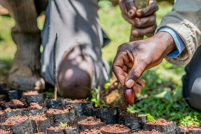 Sowing the seeds of transformative agriculture: The Gambia’s journey to soil security