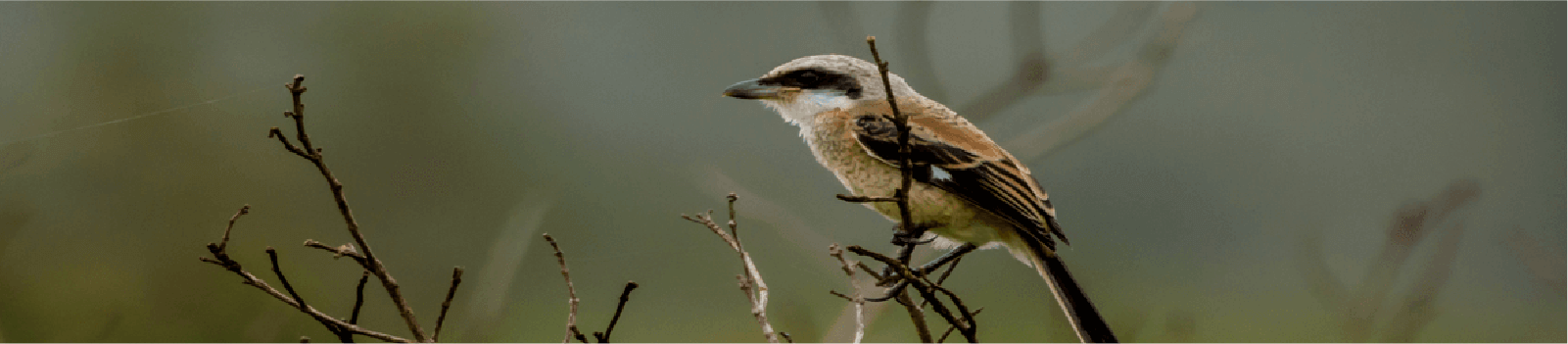 research topics for biodiversity