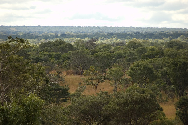 Discovering the forest wonders of Africa -- and the threats they face