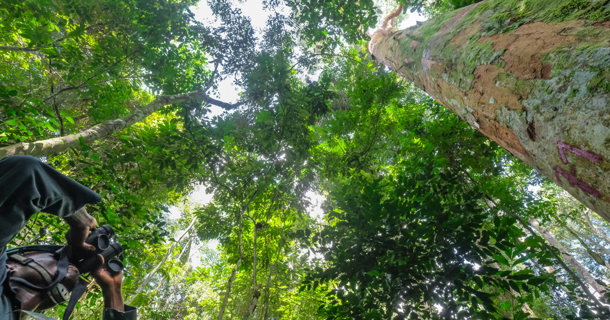 literature review on forest management literature review on forest management