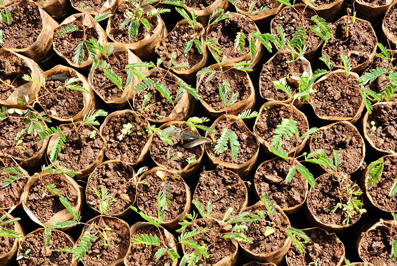 Join the Quality Tree Seed TPP