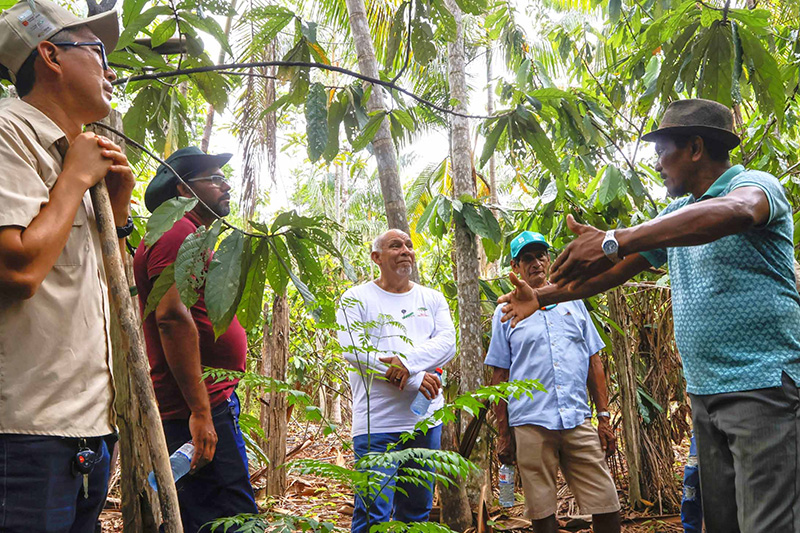 In Pará, agroforestry systems foster networks, learning and Amazonian landscapes