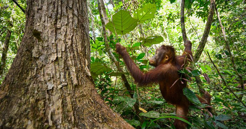 CIFOR-ICRAF at the IUCN World Conservation Congress 2025