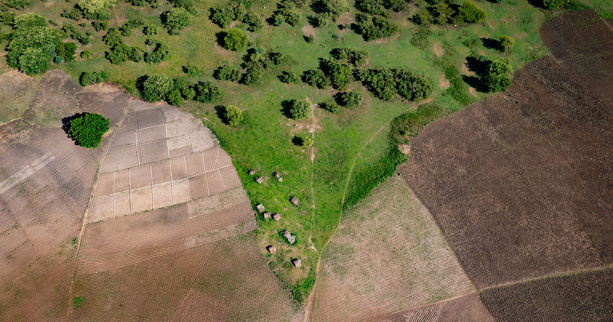 thumbnail of  Africa has the highest rate of forest loss in the world – what the G20 can do about it