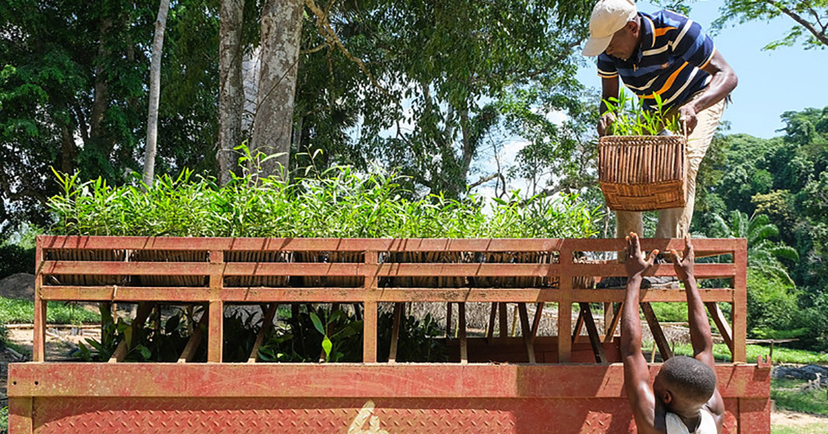 Can a tree-rich landscape help biodiversity thrive?