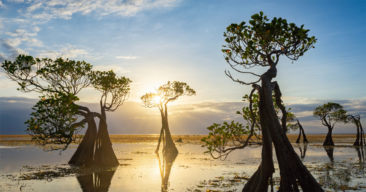 What can we expect at the Climate COP in Azerbaijan?