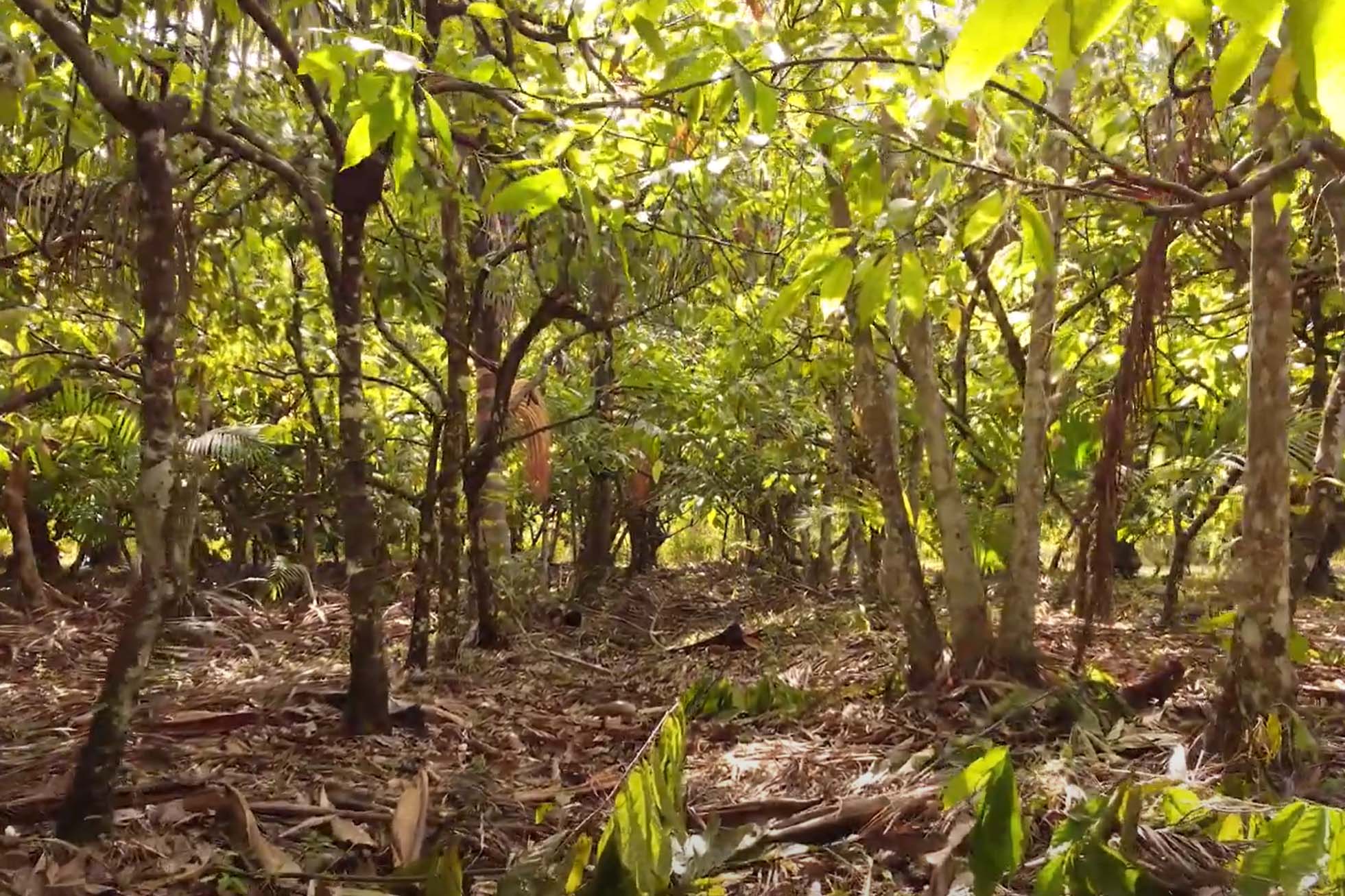 Brazil: Research and agroforestry to support rural communities