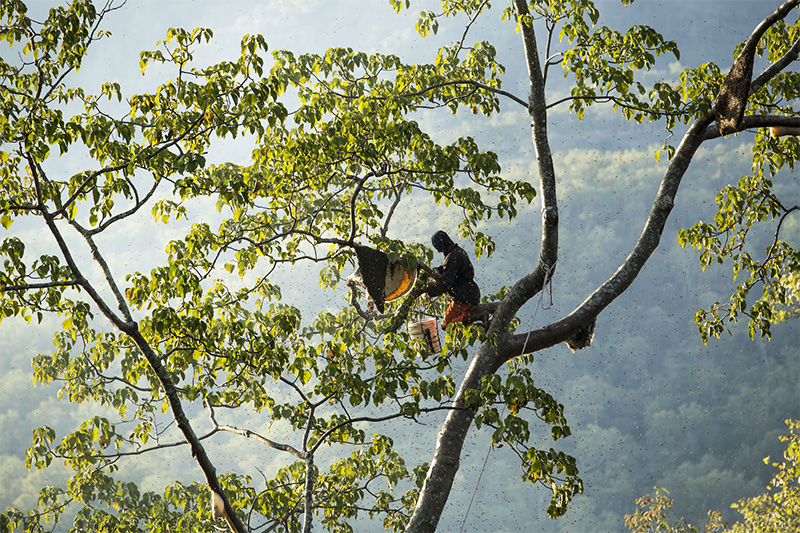 How bees are buzzing new life into forests and farming