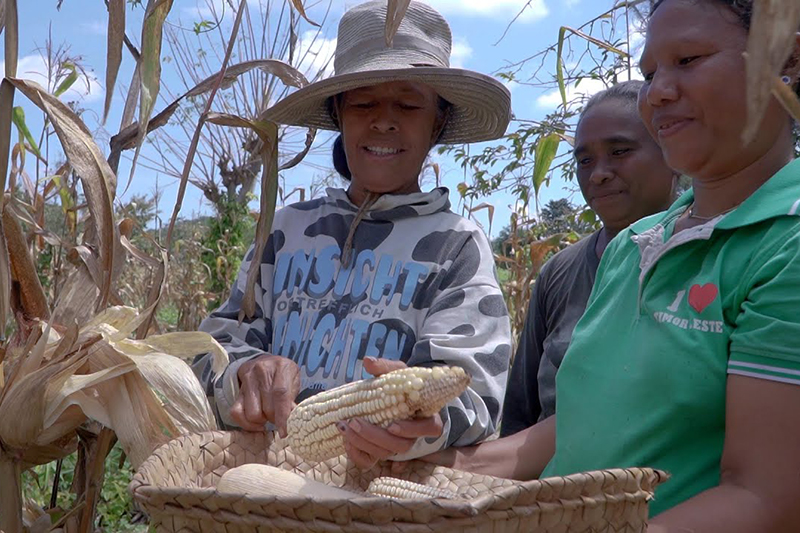 Agroforestry in Timor Leste