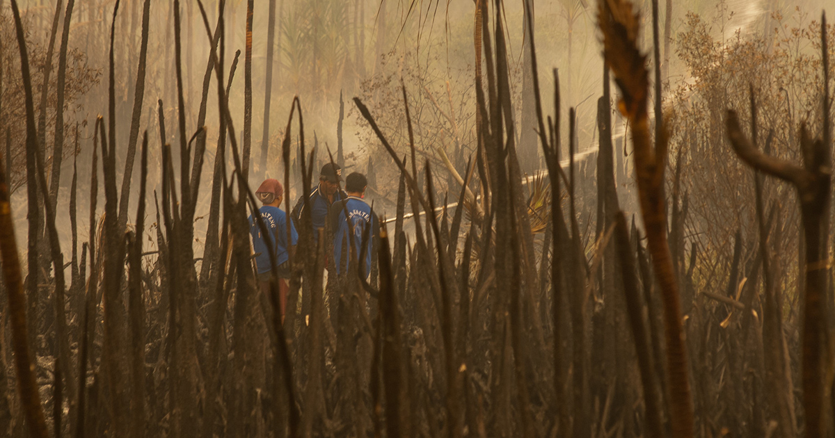 CIFOR-ICRAF compartilha perspectivas sobre manejo integrado do fogo na Fire Hub Plenary da FAO