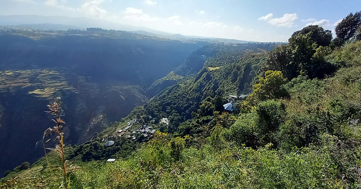 Research reveals the genetic diversity of trees in Ethiopia’s ‘church forest’